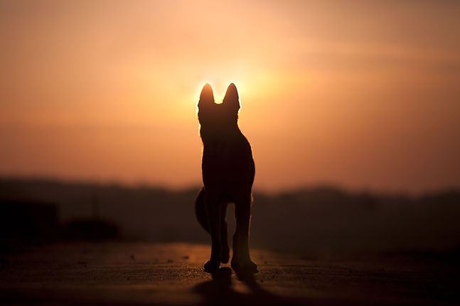 dog-backlight-silhouette-in-sunset-royalty-free-image-1682891316.jpg