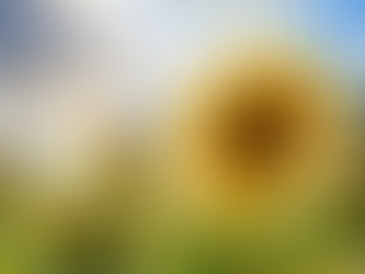 A field of sunflowers reaching toward the light beneath dramatic summer clouds, symbolizing faithfulness and turning toward Jesus through every season.
