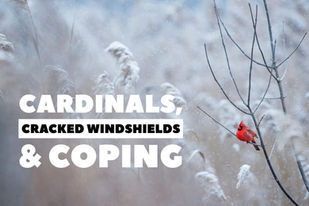 Cardinals, Cracked Windshields & Coping