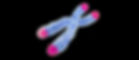 A colorized micrograph showing a single human chromosome. The chromosome body is blue, and its telomeres (the tips) are colored bright pink, all set against a black background.