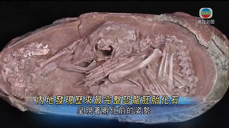 無綫中國新聞TVB News 江西發現歷來最完整恐龍胚胎化石 科學家指與現代鳥類多共同點｜美國哈佛有教授涉瞞報與中國政府人才項目關係 多項罪名成立 -20211223 6-52 s