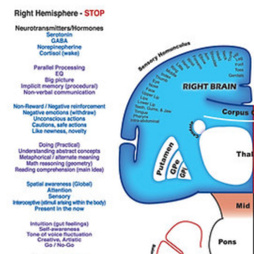 Brain with Primitive Reflexes | NeurdSolutions