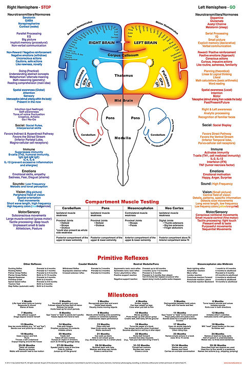Brain with Primitive Reflexes | NeurdSolutions