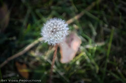 Dandilion-0314