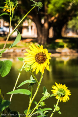 flowers-0214