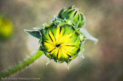 flowers-0203