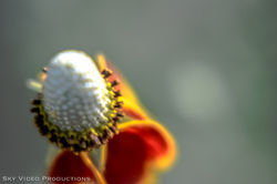 flowers-0247