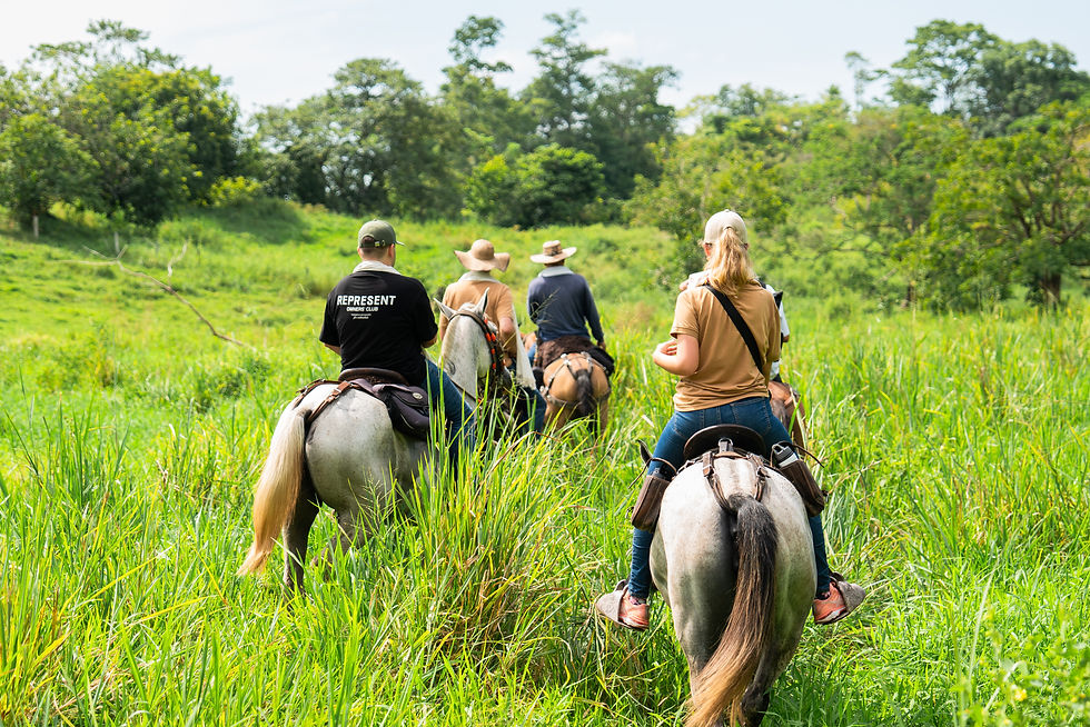 High angle view of horse trotting along a sunlit trail