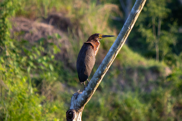 Tigrisoma lineatum