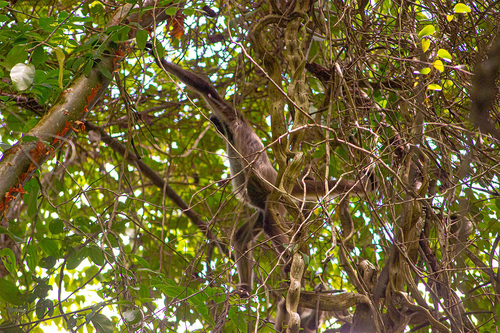 En algún rincón de esas lianas enredadas, una marimonda jugaba al ninja —modo sigiloso activado. Los turistas entrecerraban los ojos, hacían zoom con sus cámaras y murmuraban: “Creo que la vi…”
Naturaleza 1 – Turistas 0.