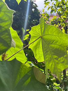 nature.JPG