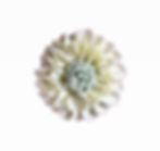 Frilly Petal Flower £5