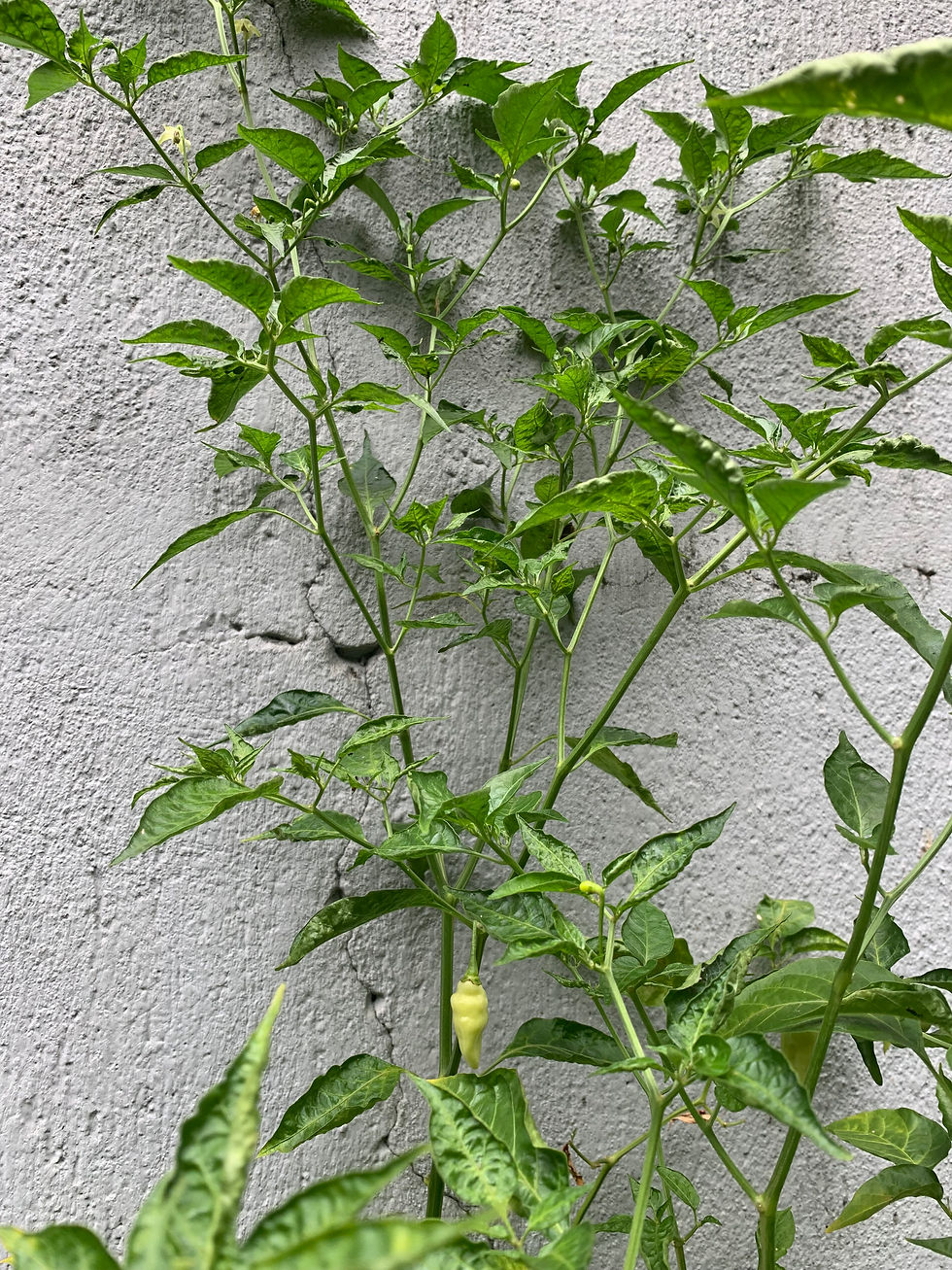 Chili Stem