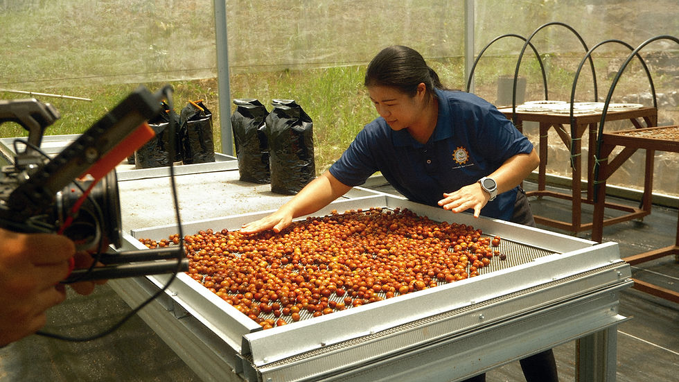 A documentary camera films a woman spreading coffee cherries across a metal tray.