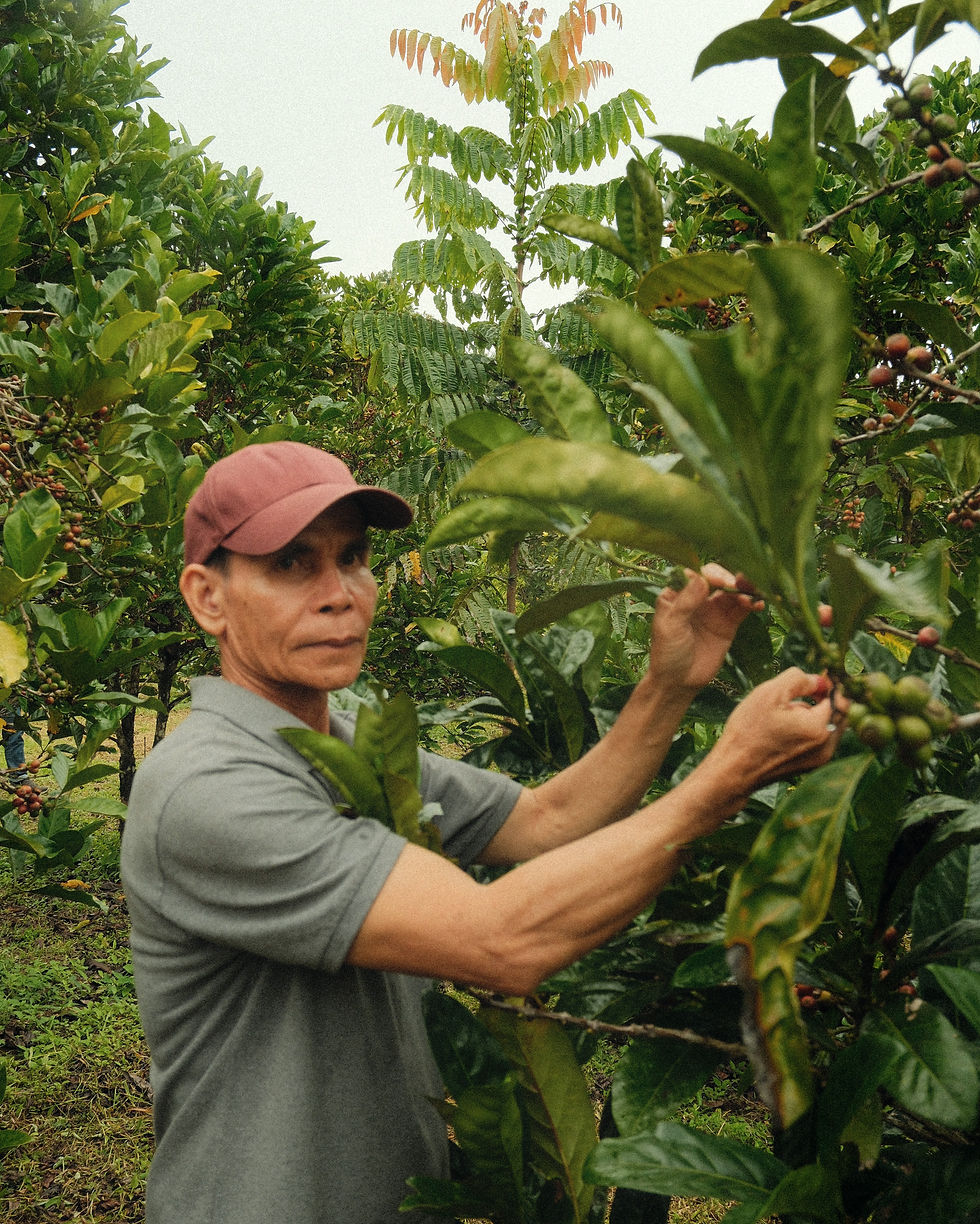 A coffee grower examines a fruiting branch in a green coffee garden.