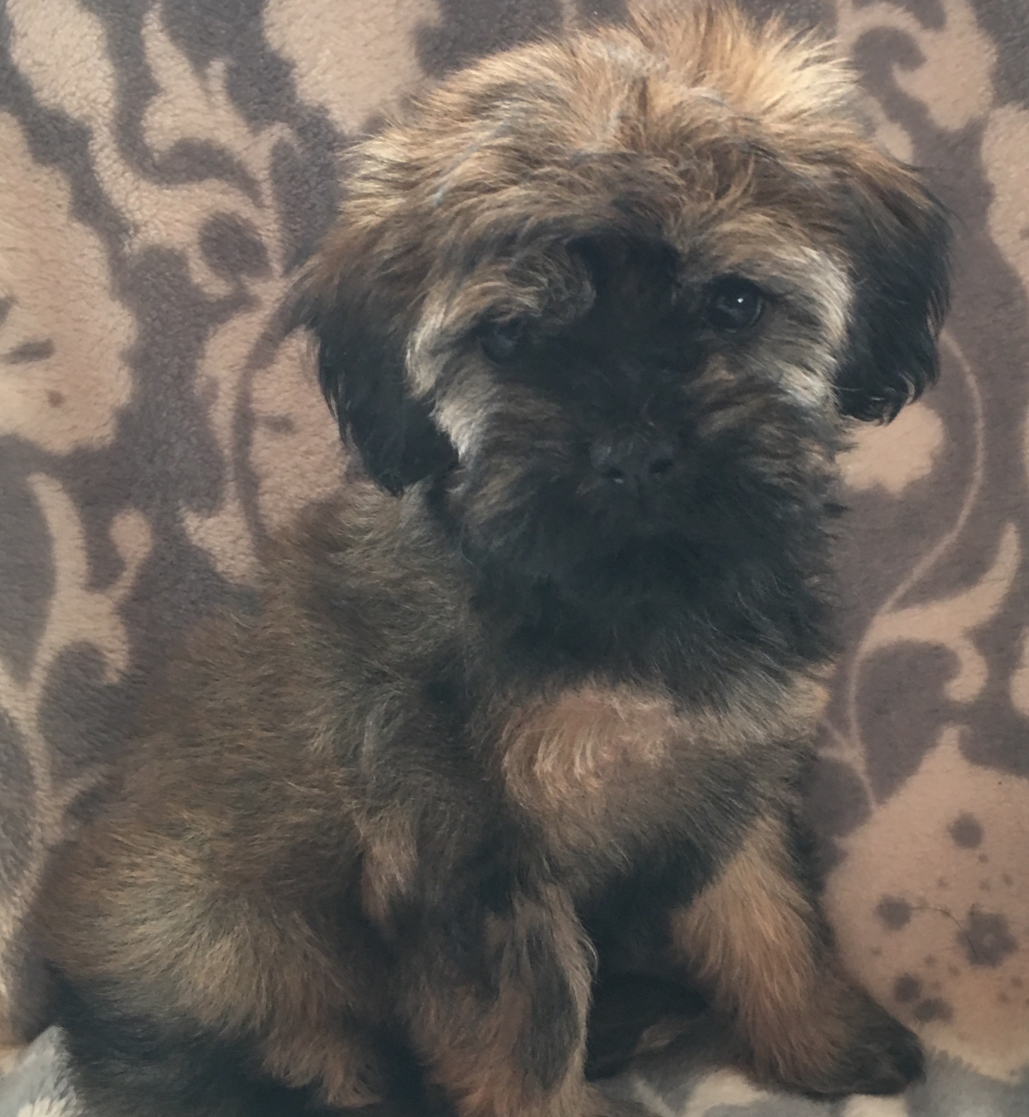 Cavapoo