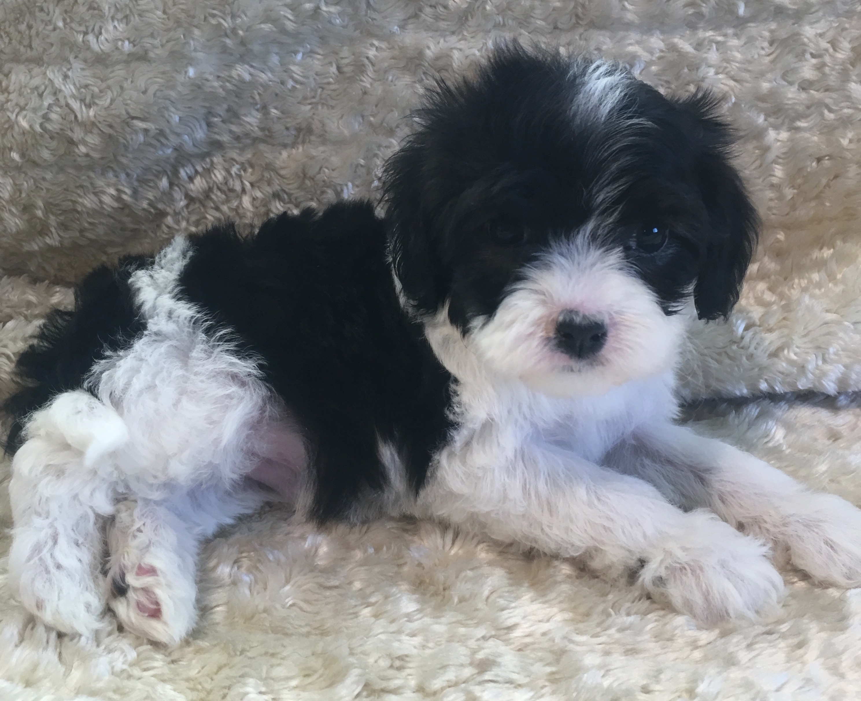 Cavapoo