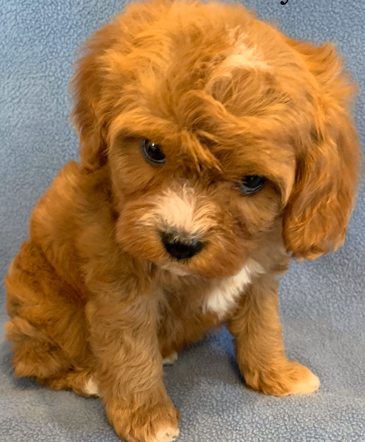 Cavapoo