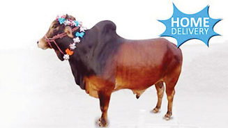 Cattel for quarbani.jpg