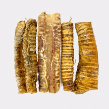 trachea.webp