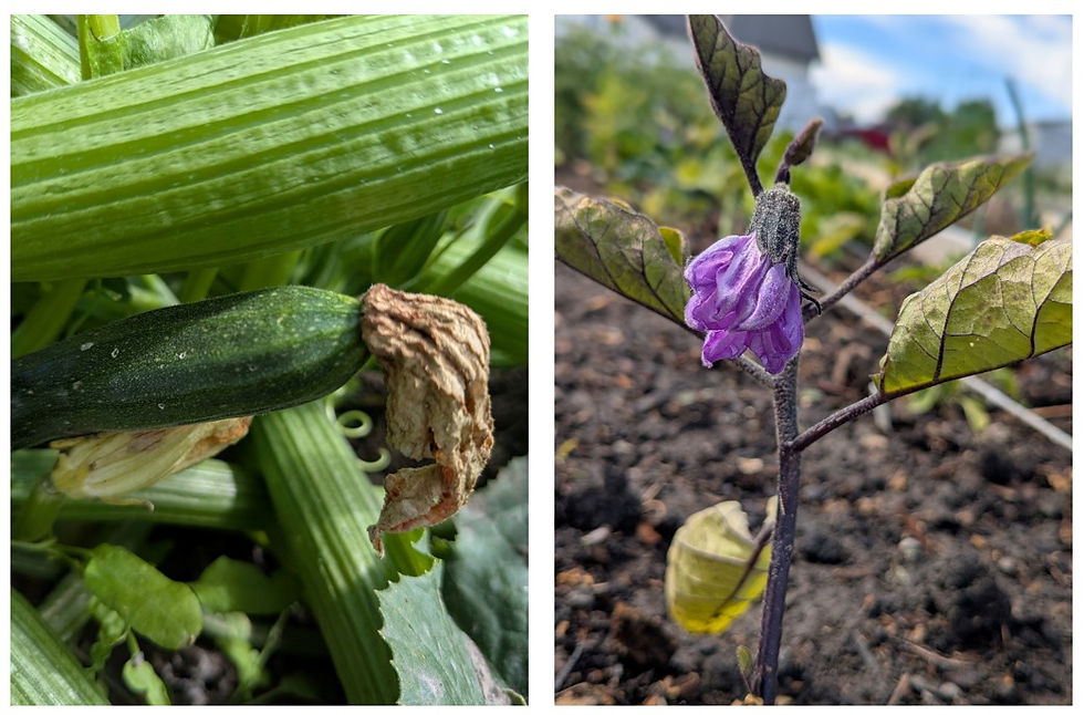 zucchini, eggplant