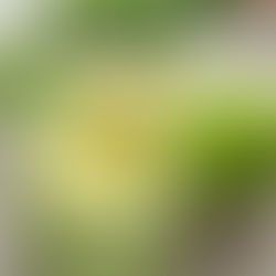 Taco Tuesday Creamy Lime Dressing