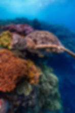 turtle-8903666.jpg