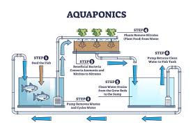 Aquaphinics.jpg