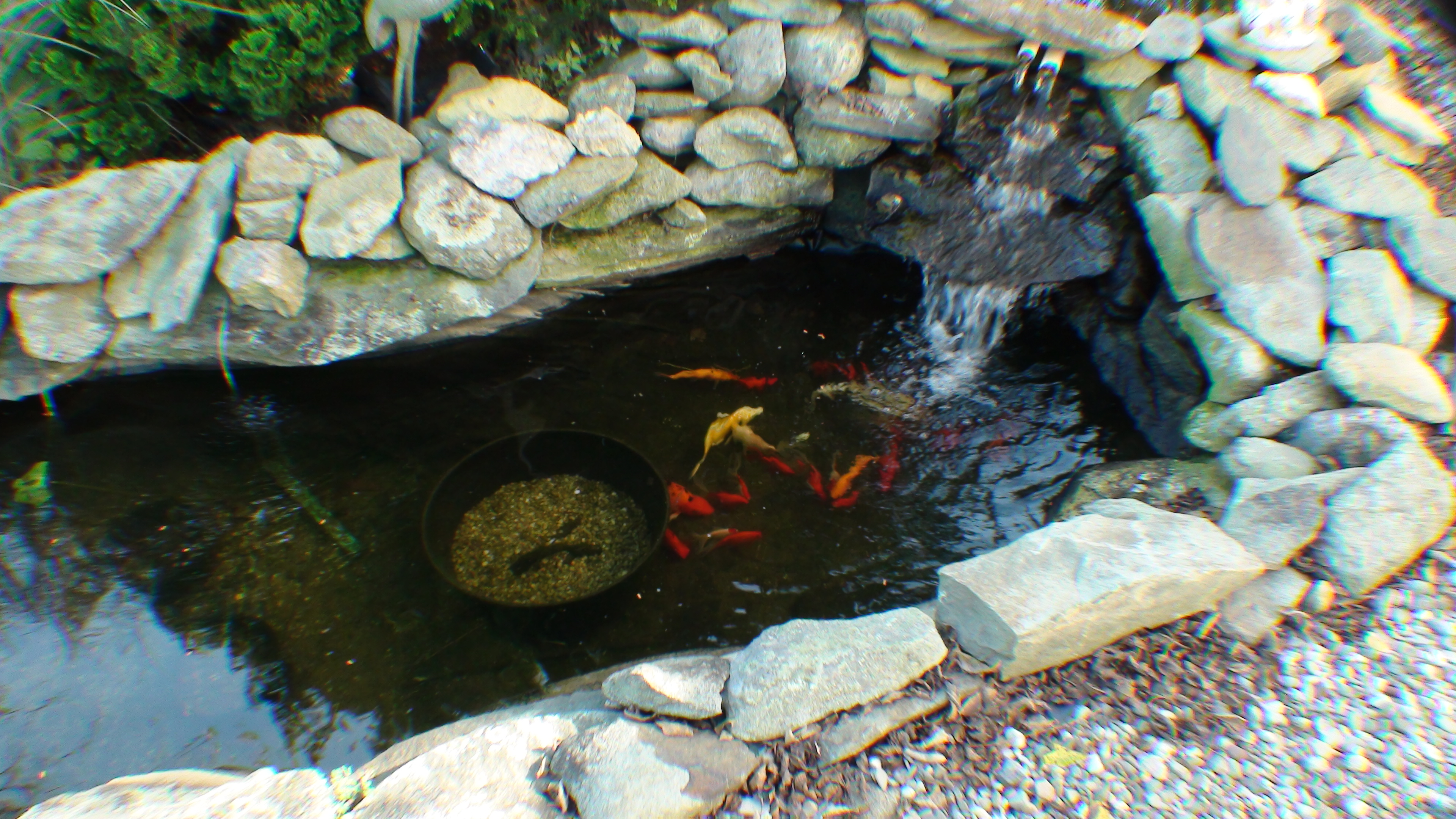 Koi & lily pond with waterfall for relaxing evenings on the deck.