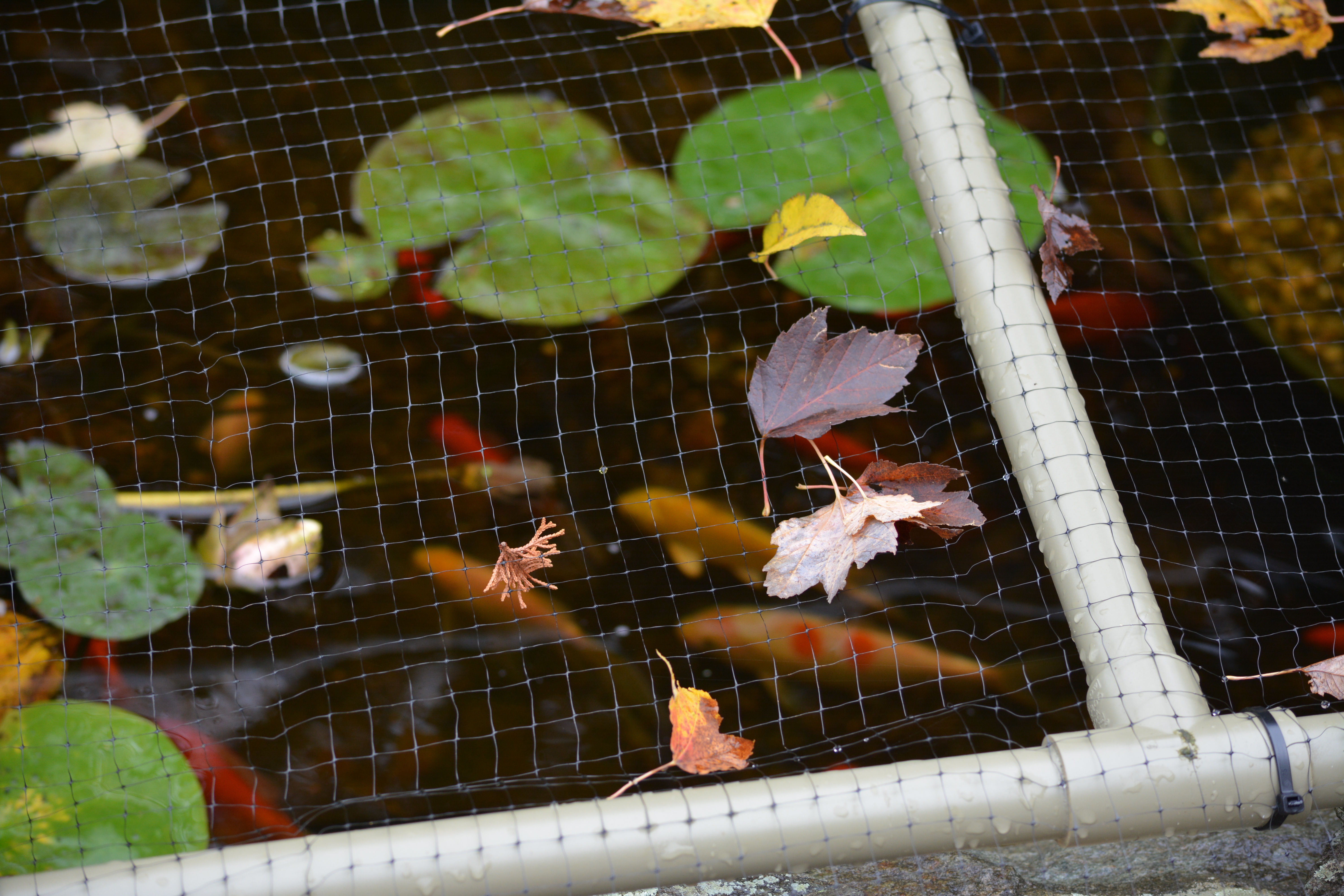 Koi thrive year to year