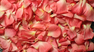 PETALS FOR ARMOR by HAYLEY WILLIAMS