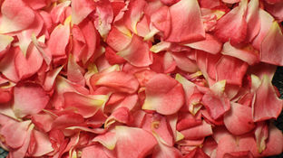 PETALS FOR ARMOR by HAYLEY WILLIAMS