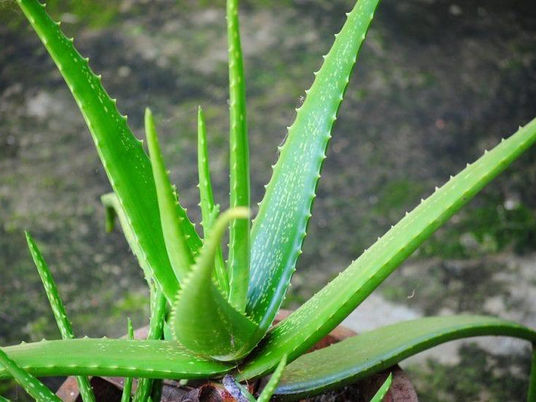 Beneficios del aloe vera en la piel y en el cabello.