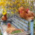Poules sur un banc