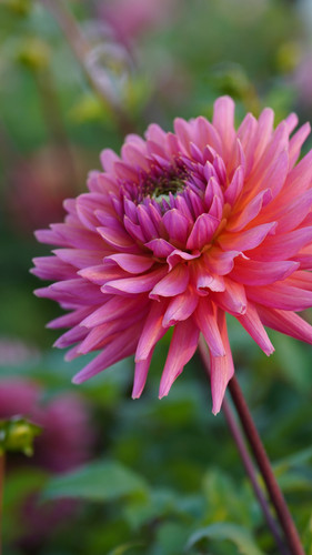h*n様 apolina Magrit Suntop - Dahlia 5-7y file.jpg