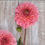 Thumbnail: Dahlia Pink Runner