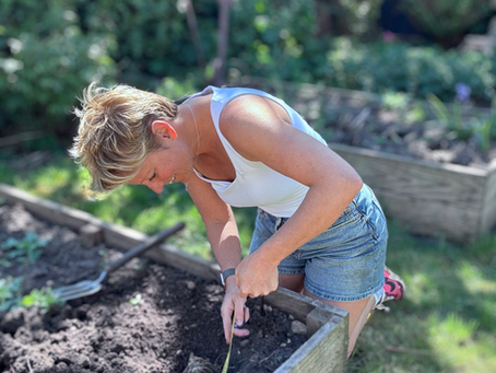 How to Direct Plant your Dahlia Tubers