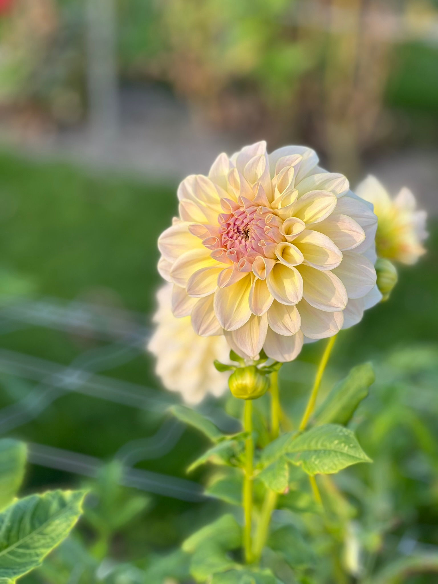 Dahlia Alloway Cottage