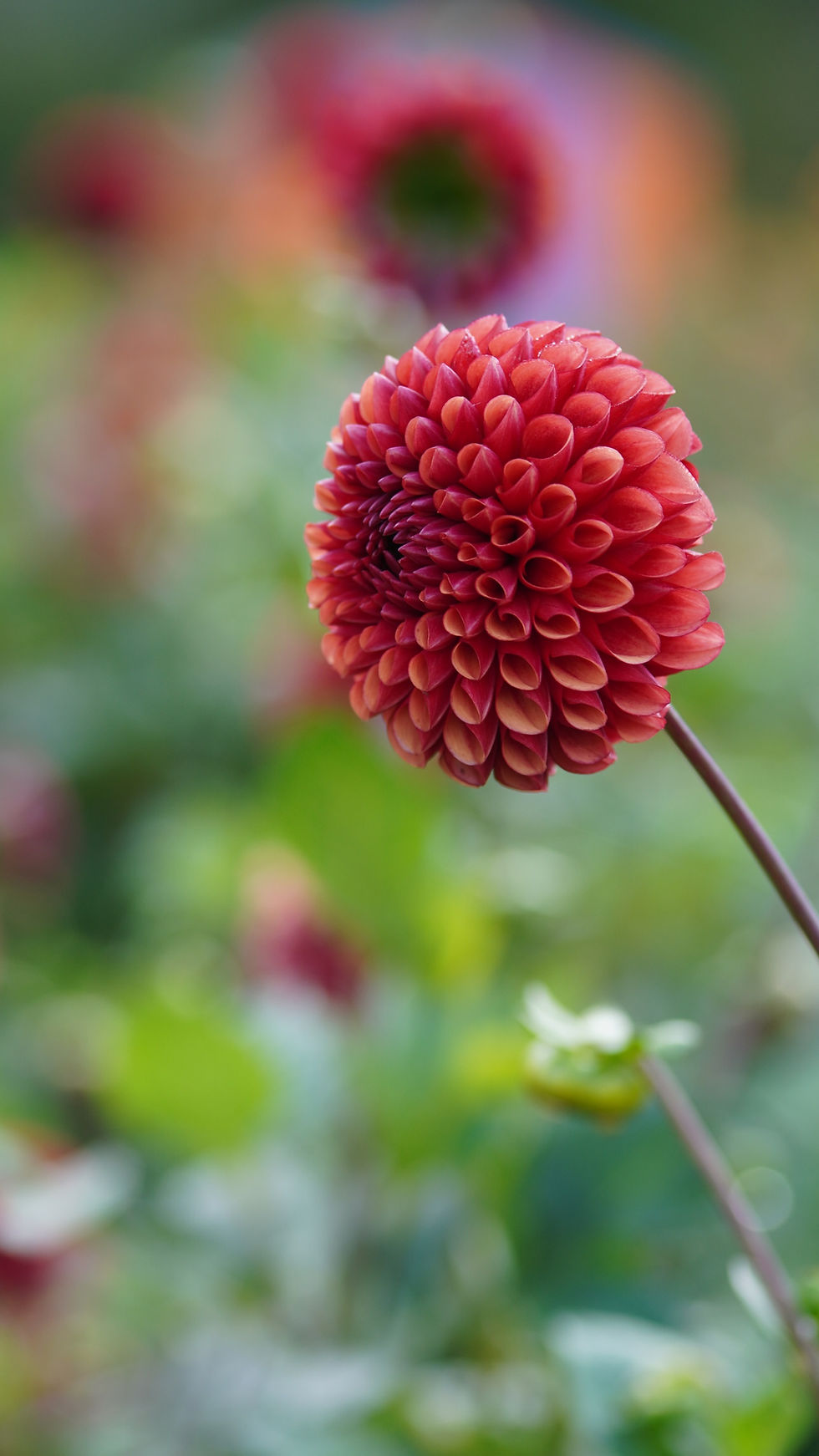 Thumbnail: Dahlia Copper Boy