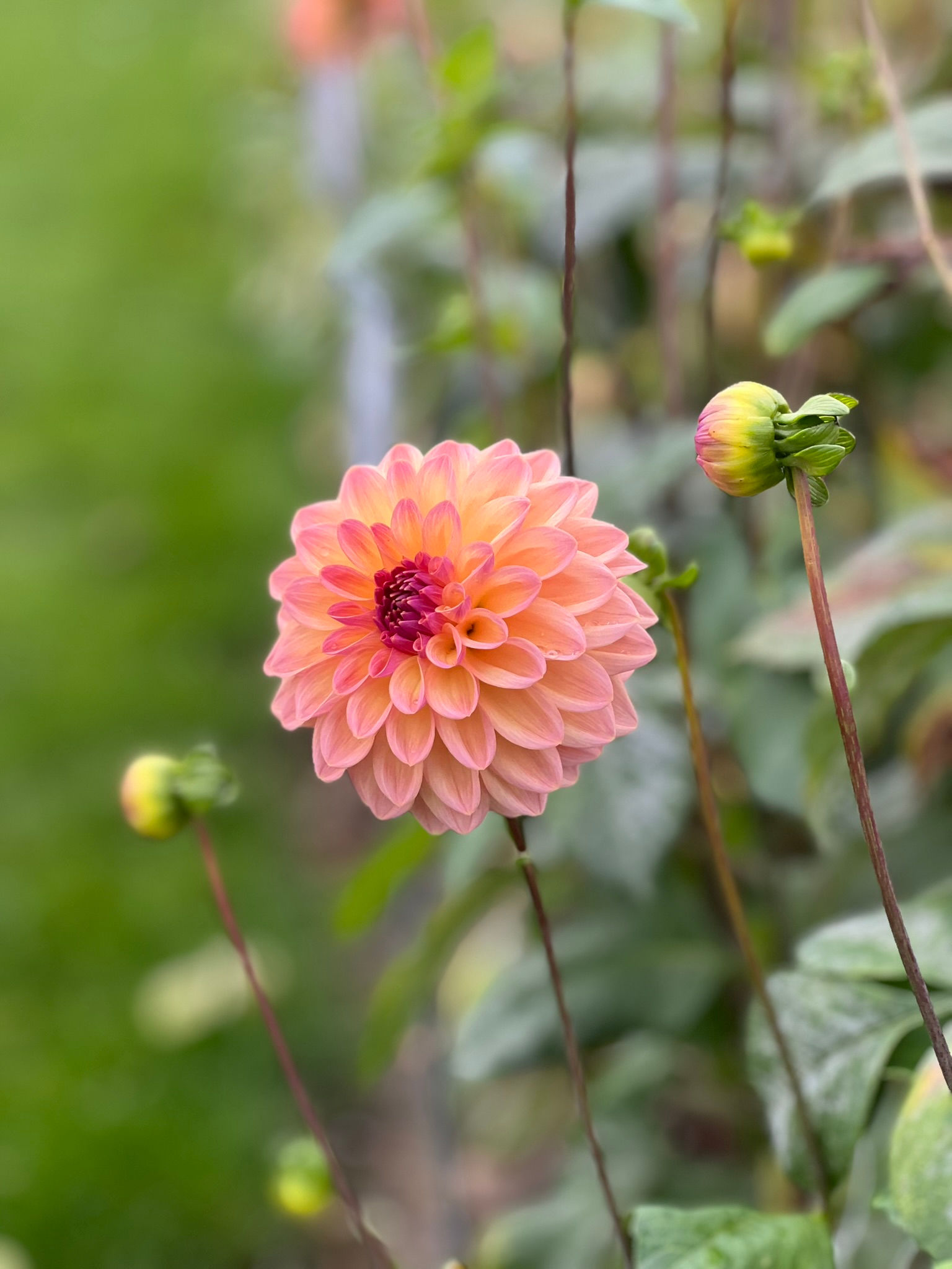Dahlia Moderato