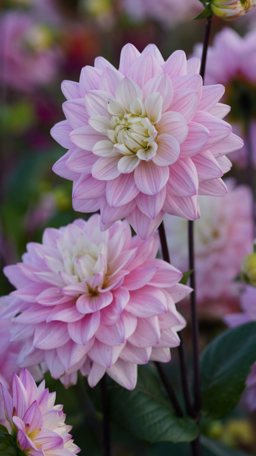 Thumbnail: Dahlia Karma Prospero x10