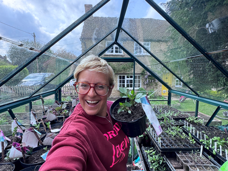 When to Move Dahlias Outside?
