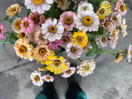 How to Sow Zinnias: A Simple Guide to Growing the Perfect Companion for Dahlias