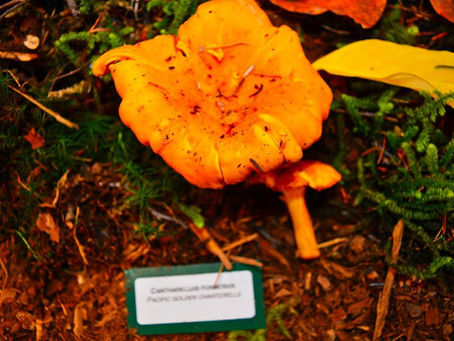 Chanterelles (Cantharellus cibarius)