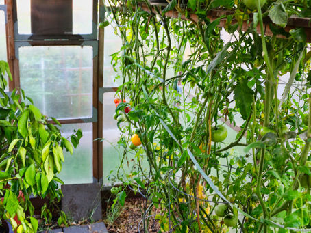 Working in dirt boosts mood and may help to lower dementia risk: