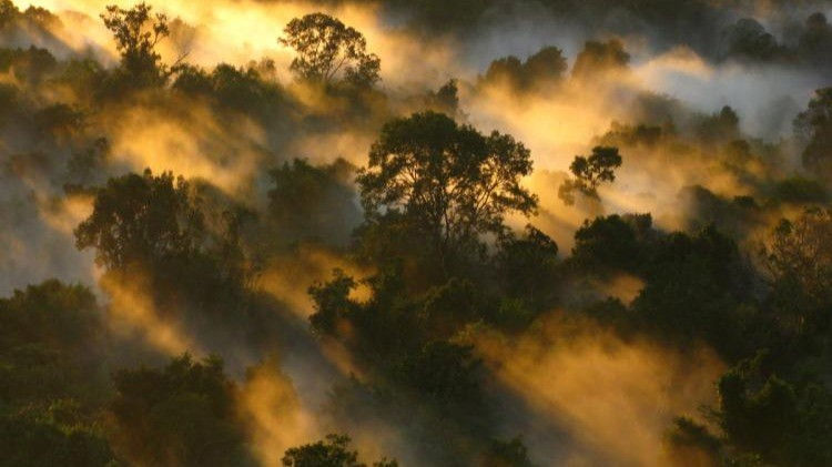 Africa May No Longer the Carbon Sink of the World