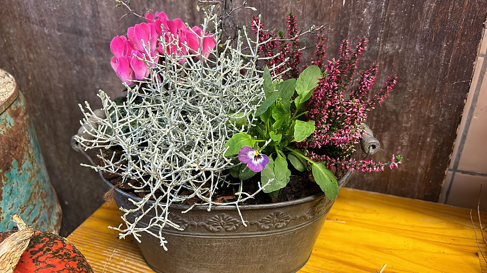 Terrine de plantes