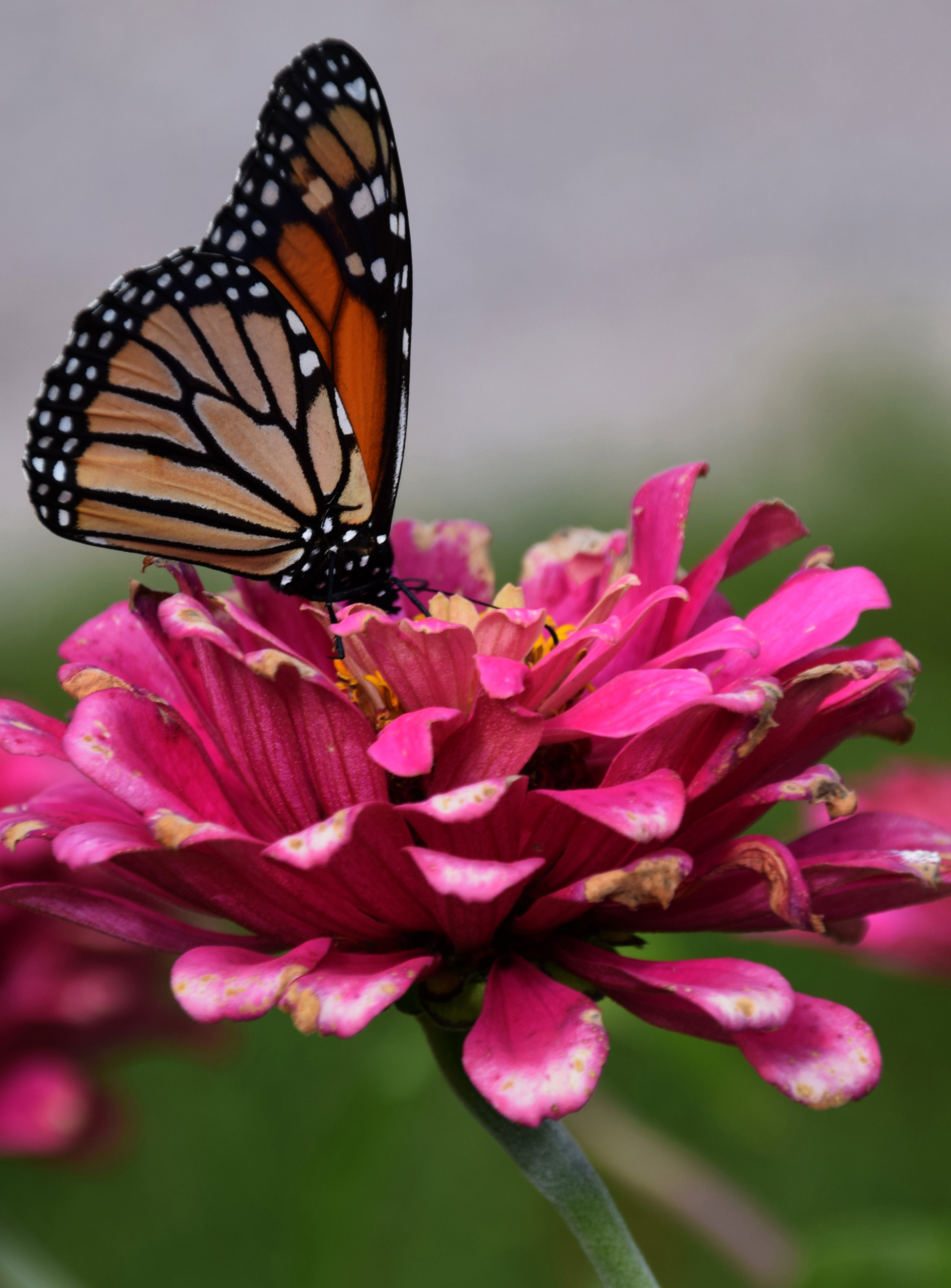 DSC_0504-c.jpg