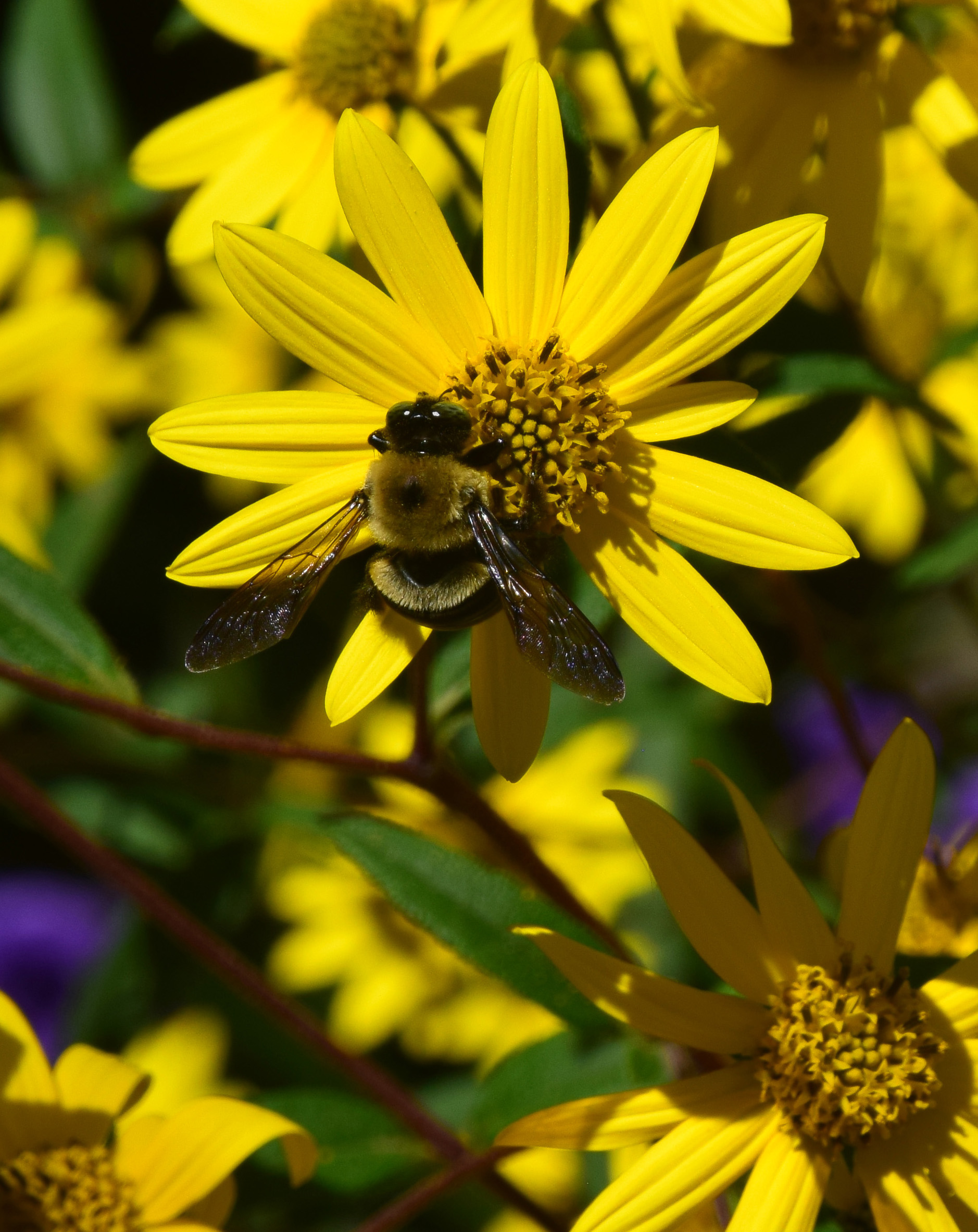 DSC_0031c