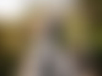 Bride and Groom portrait with a dog at Killashe Hotel